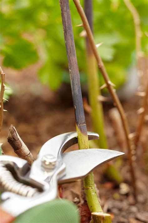 The method for this rose pruning is very simple and will require only a few garden tools.All you require is a pair of pruning shears and a thick gardening gloves - such as these rose pruning gloves available at Amazon - to protect yourself from the vicious thorns. All tools need to be clean and sharp before use, to make clean cuts and avoid …